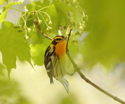 BlackBurnian Warbler  --  Paruline A Gorge Orangee