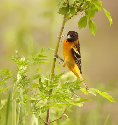 Baltimore Oriole  --  Oriole De Baltimore