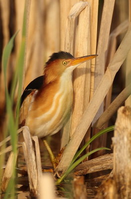 Least Bittern  --  Petit Blongios