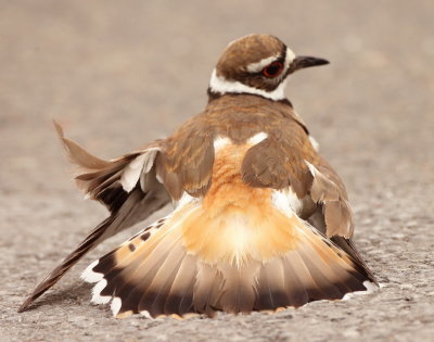 KillDeer  --  Pluvier KilDir