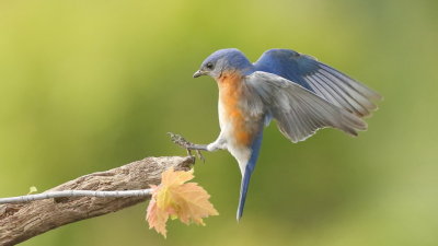 Eastern BlueBird  --  MerleBleu De L'Est