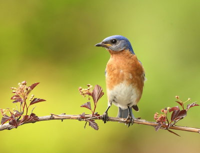 Eastern BlueBird  --  MerleBleu De LEst