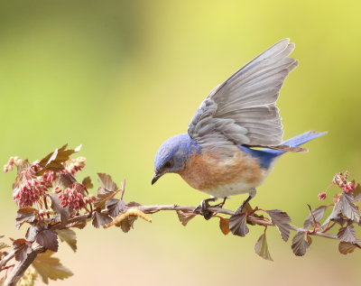 Eastern BlueBird  --  MerleBleu De L'Est