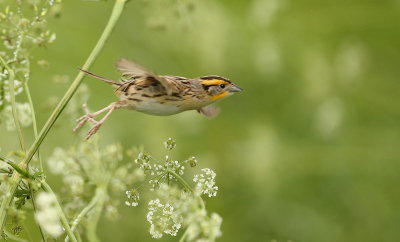 Le Conte's Sparrow  --  Bruant De Le Conte