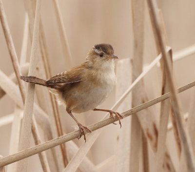 Marsh Wren  --  Troglodyte Des Marais