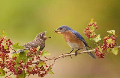 Eastern BlueBird and Chick  --  MerleBleu De L'Est avec son Poussin