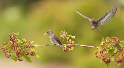 Eastern BlueBird ( CHICKS )  --  MerleBleu De L'Est ( POUSSINS )