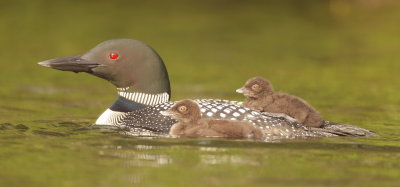 Common Loon and Chicks  --  PlonGeon Huard avec Poussins
