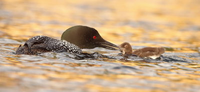 Common Loon with Chick  --  PlonGeon Huard avec Poussin