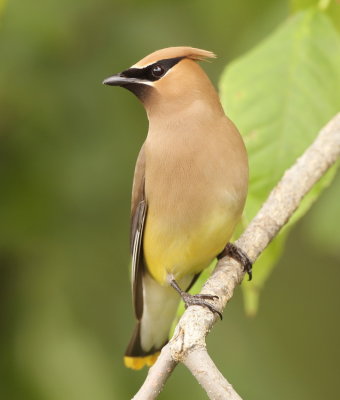 Cedar WaxWing  --  Jaseur D'Amerique