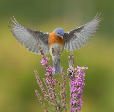 Eastern BlueBird  --  MerleBleu De L'Est