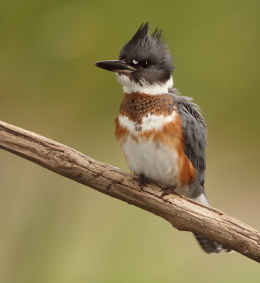 Belted KingFisher  --  Martin - Pecheur D'Amerique