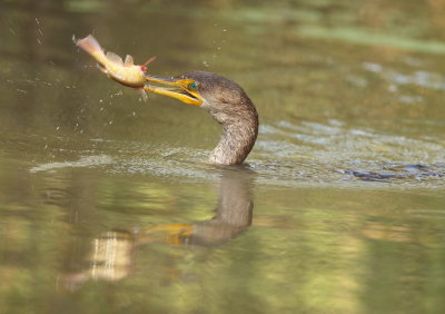 Double - Crested Cormorant ( with catfish )  --  Cormoran A Aigrettes ( avec son poisson-chat )