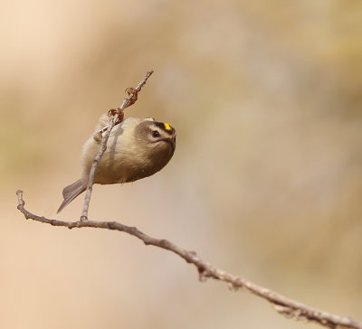 Golden-Crowned KingLet  --  Roitelet A Couronne Doree