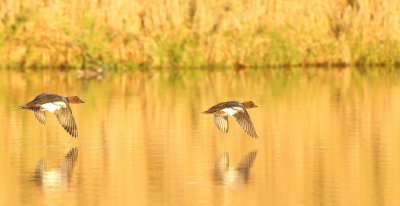 Common GoldenEye  --  Garrot A Oeil D'Or