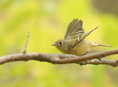 Ruby - Crowned KingLet  --  Roitelet A Couronne Rubis