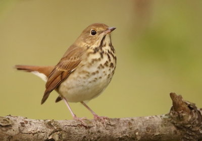 Hermit Thrush  --  Grive Solitaire