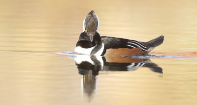 Hooded Merganser  --  Harle Couronne