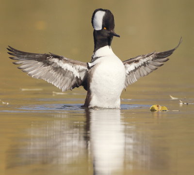 Hooded Merganser  --  Harle Couronne