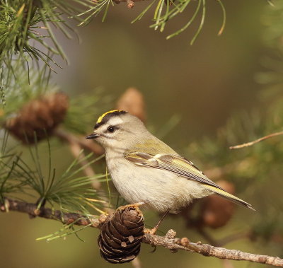 Golden - Crowned KingLet  --  Roitelet A Couronne Doree