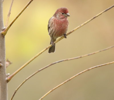 House Finch  --  Roselin Familier