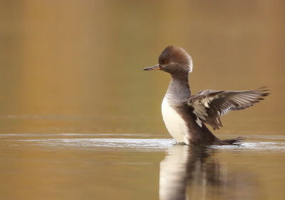 Hooded MerGanser  --  Harle Couronne