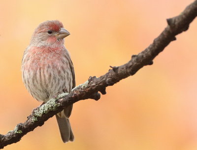 House Finch  --  Roselin Familier