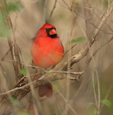 Northern Cardinal  --  Cardinal Rouge