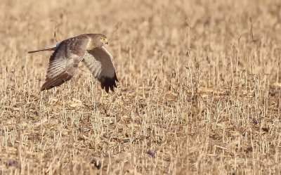 Northern Harrier ( MALE )  --  Busard Saint - Martin ( MALE )