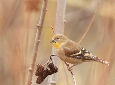 American GoldFinch  --  Chardonneret Jaune