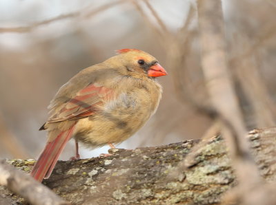 Northern Cardinal  --  Cardinal Rouge