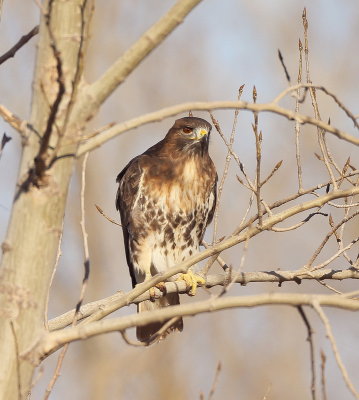 Red - Tailed Hawk  --  Buse A Queue Rousse