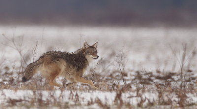Coyote  --  Coyote