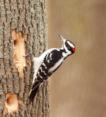 Downy WoodPecker  --  Pic Miner