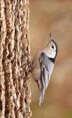 White - Breasted NutHatch  --  Sittelle A Poitrine Blanche