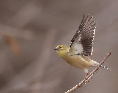 American GoldFinch  --  CharDonneret Jaune