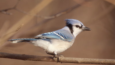 Blue Jay  --  Geai Bleu