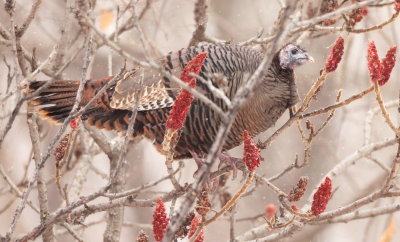 Wild Turkey  --  DinDon Sauvage