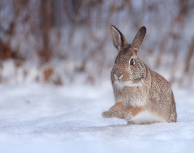 CottonTail Rabbit  --   Queue De Lapin 