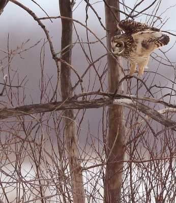 Short - Eared Owl  --  Hibou Des Marais