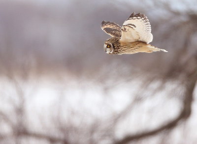 Short - Eared Owl  --  Hibou Des Marais