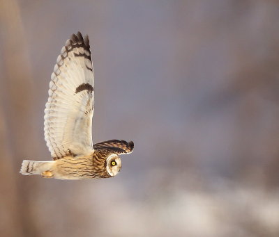 Short - Eared Owl  --  Hibou Des Marais