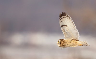 Short - Eared Owl  --  Hibou Des Marais