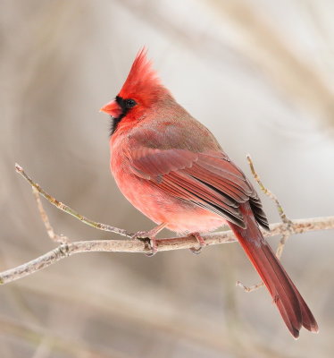 Northern Cardinal  --  Cardinal Rouge