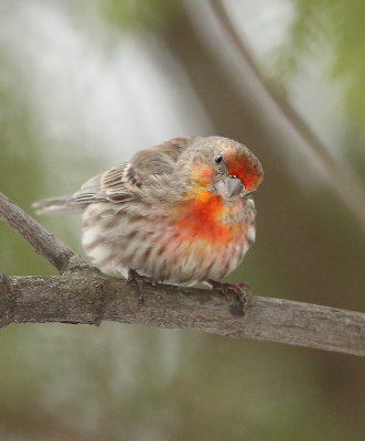 House Finch  --  Roselin Familier