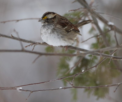 White - Throated Sparrow  --  Bruant A Gorge Blanche