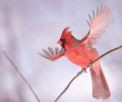 Northern Cardinal  --  Cardinal Rouge