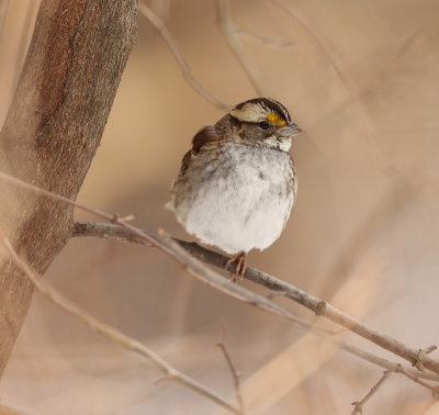 White - Throated Sparrow  --  Bruant A Gorge Blanche