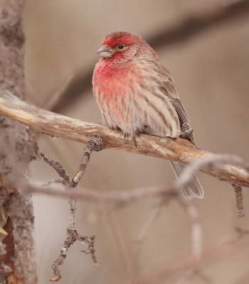 House Finch  --  Roselin Familier