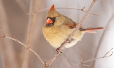 Northern Cardinal  --  Cardinal Rouge